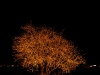 THE WINTER TREE (IN SODIUM VAPOUR).jpg